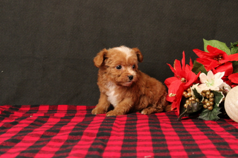 puppy, for, sale, Cavapoo, Matthew B. Stoltzfus, dog, breeder, Gap, PA, dog-breeder, puppy-for-sale, forsale, nearby, find, puppyfind, locator, puppylocator, aca